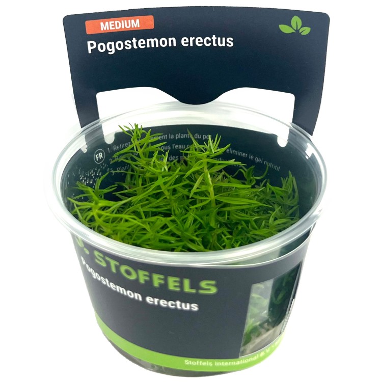 Planta acvariu Pogostemon Erectus in vitro Stoffels - imagine 4